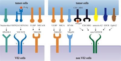 Engineering γδ T Cells: Recognizing and Activating on Their Own Way